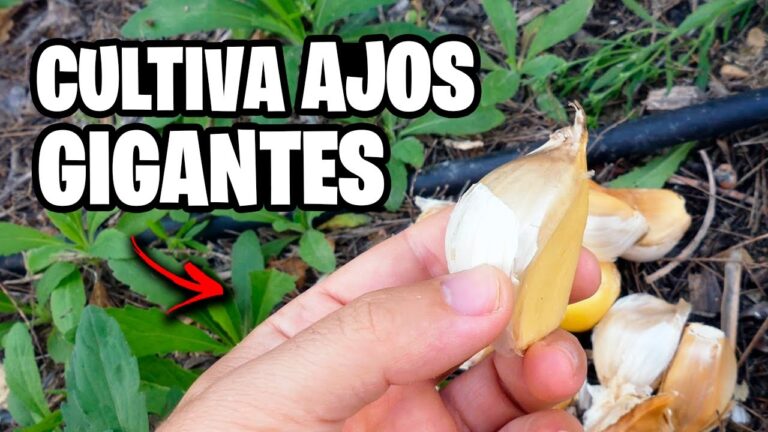 Guía para encontrar tiendas de jardinería en La Bañeza